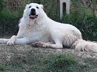 molossi rustici, cane corso bianco